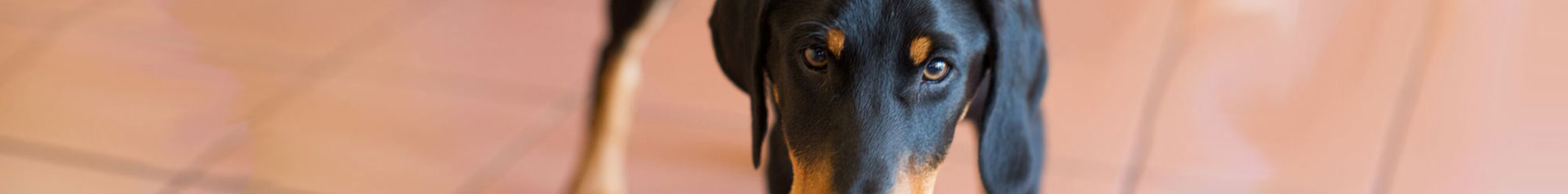 greenhaven vet hospital