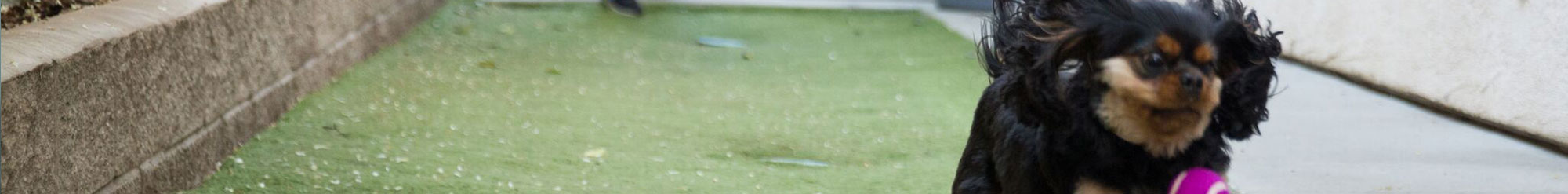 Meet Our Team Arden Animal Hospital Sacramento Ca