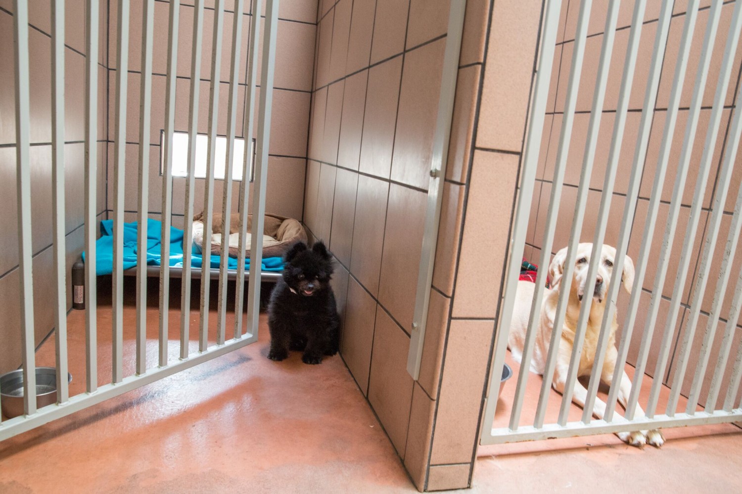 Dog Kennels Dog Kennels