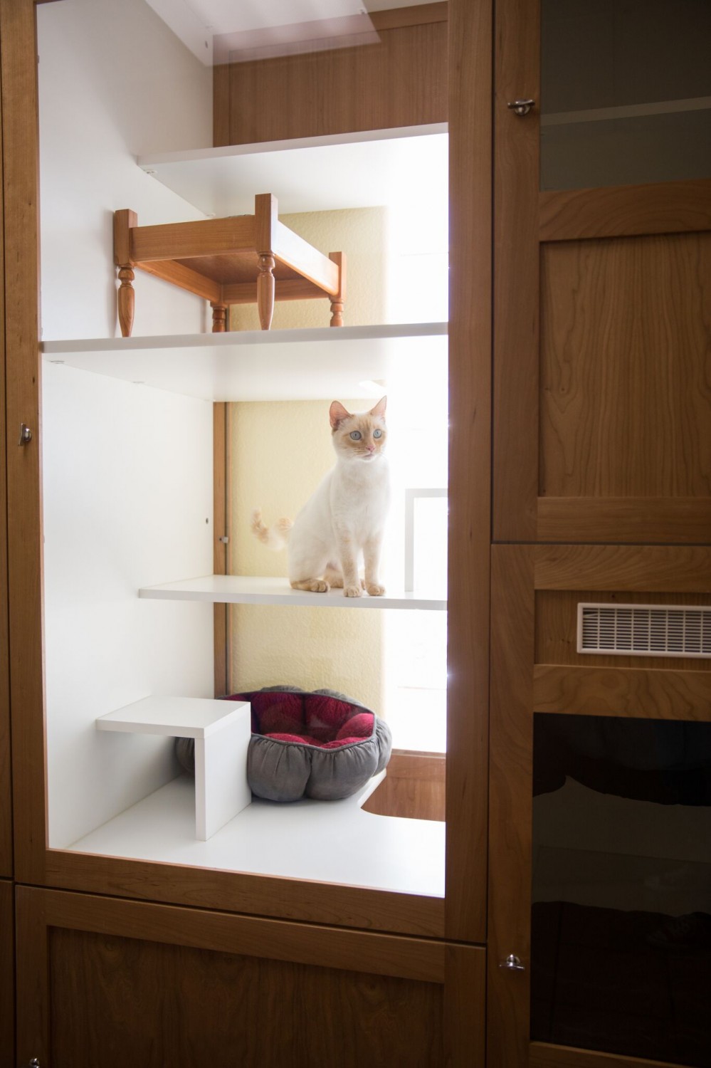 White Cat in Kitty Condo