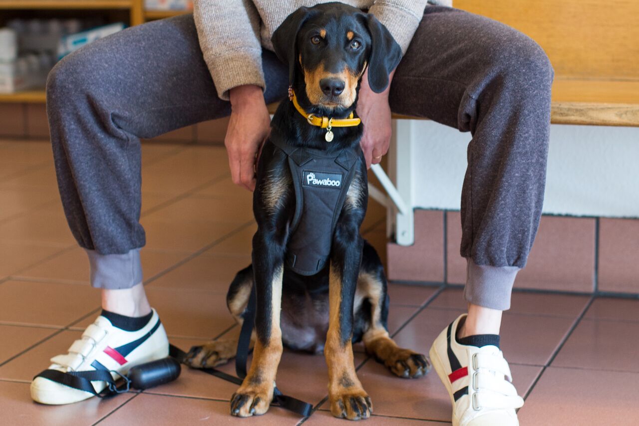 Doberman in harness with owner