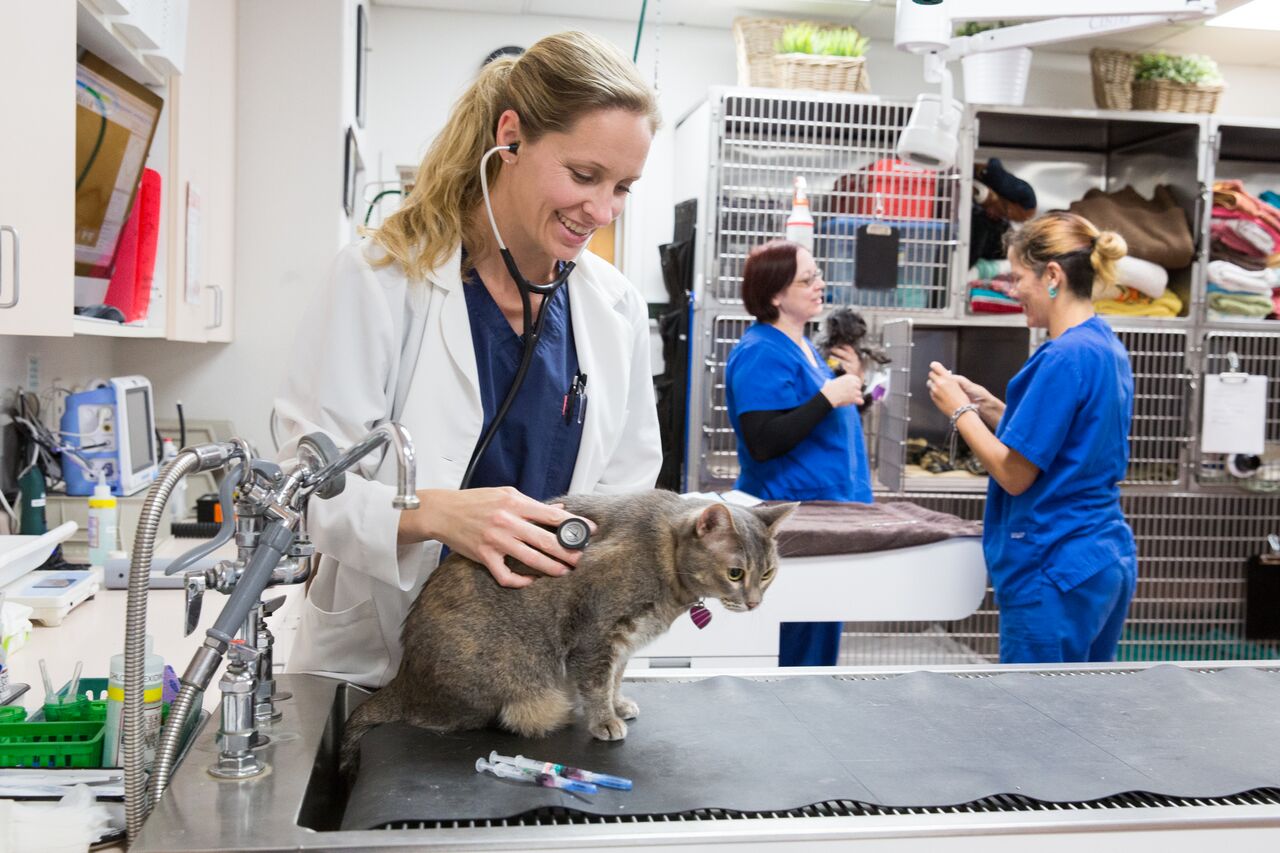 Doctor seeing a cat patient