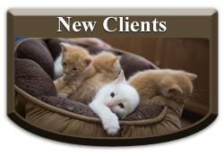 New Clients