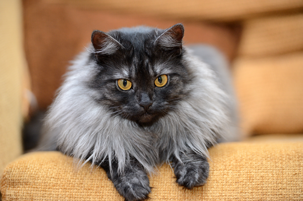 Black Cat
