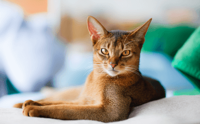 Brown cat