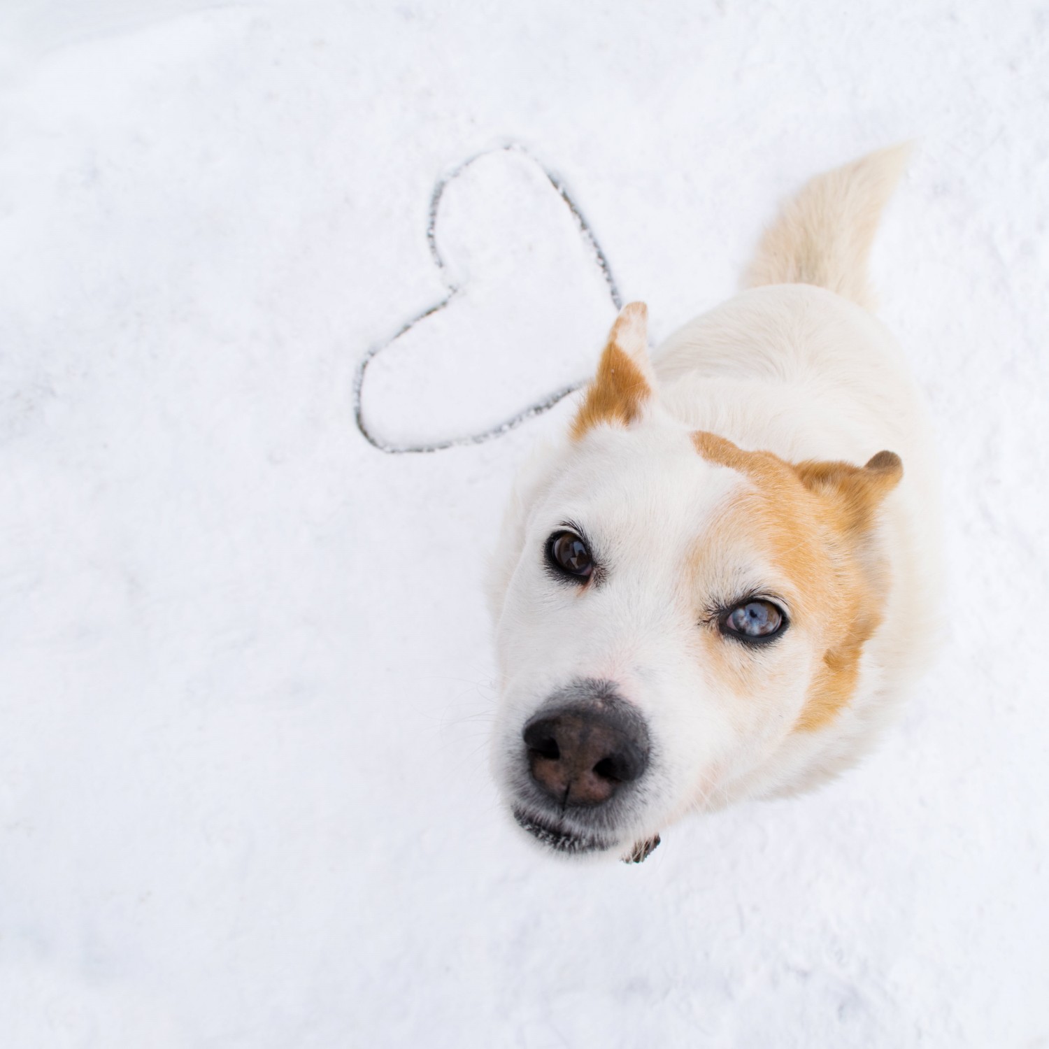Cattle Dog with Snow Cattle Dog with Snow