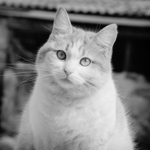 Tabby cat