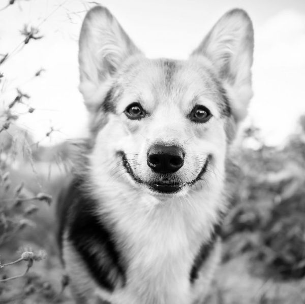 Corgi