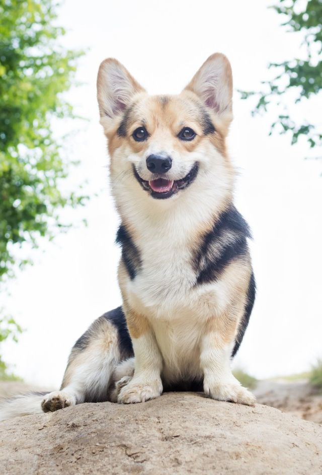 Corgi Smiling