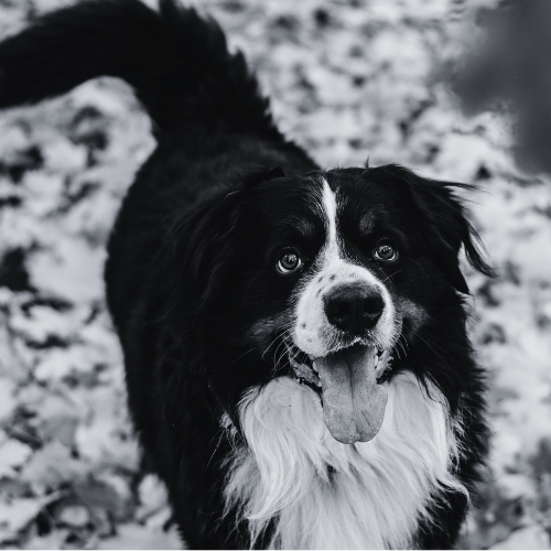 Tricolored dog