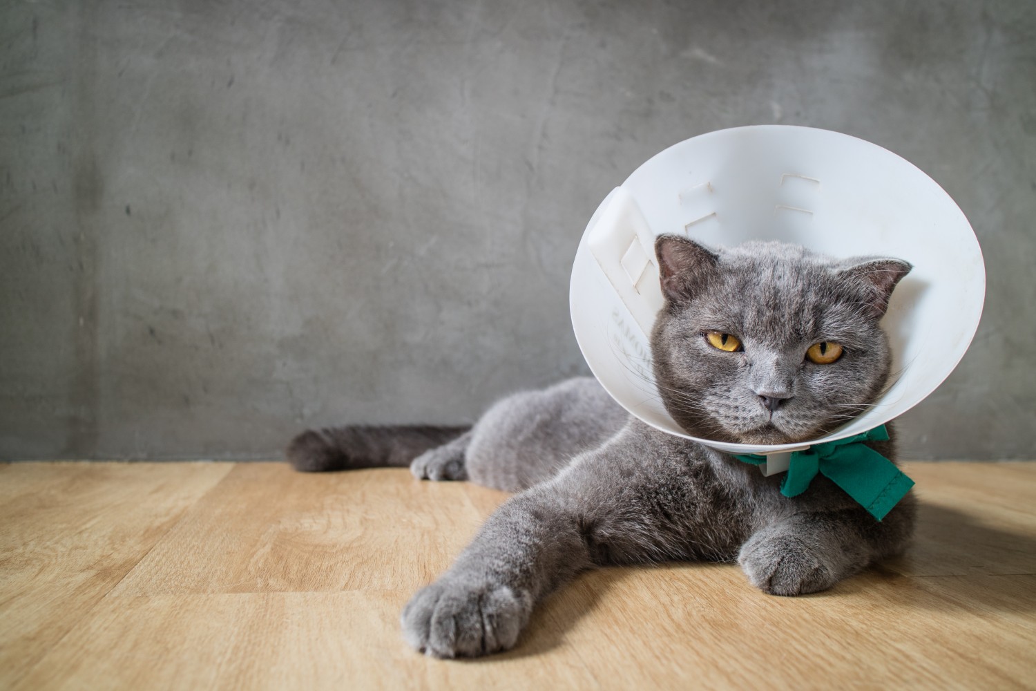 Gray cat with e-collar Gray cat with e-collar