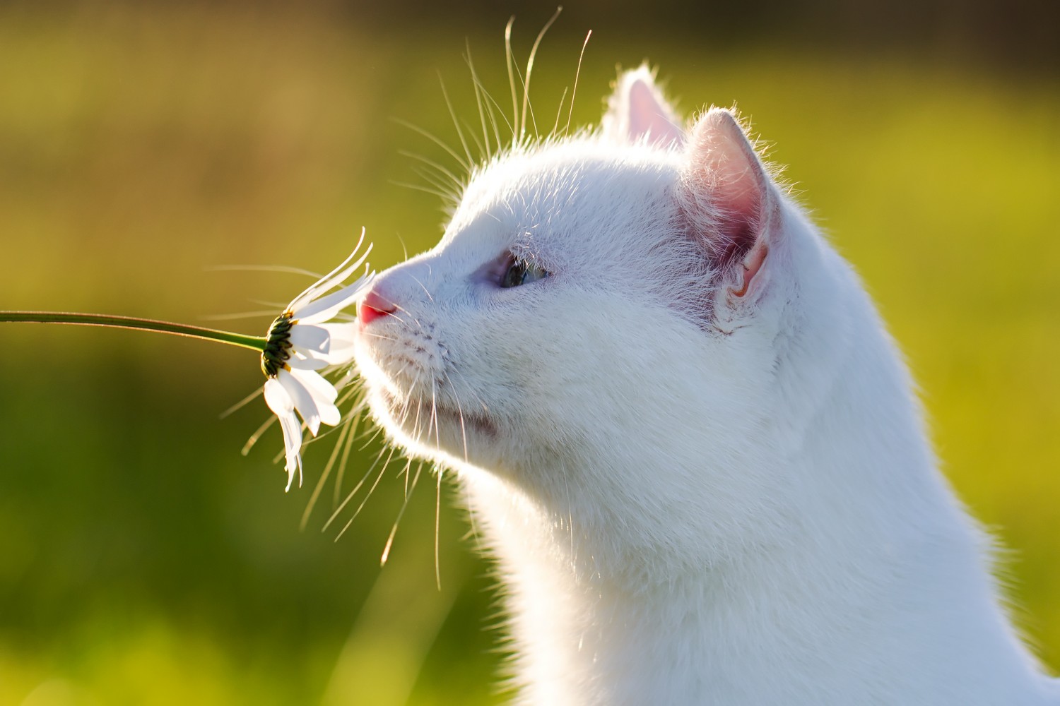 Cat Smelling Flower
