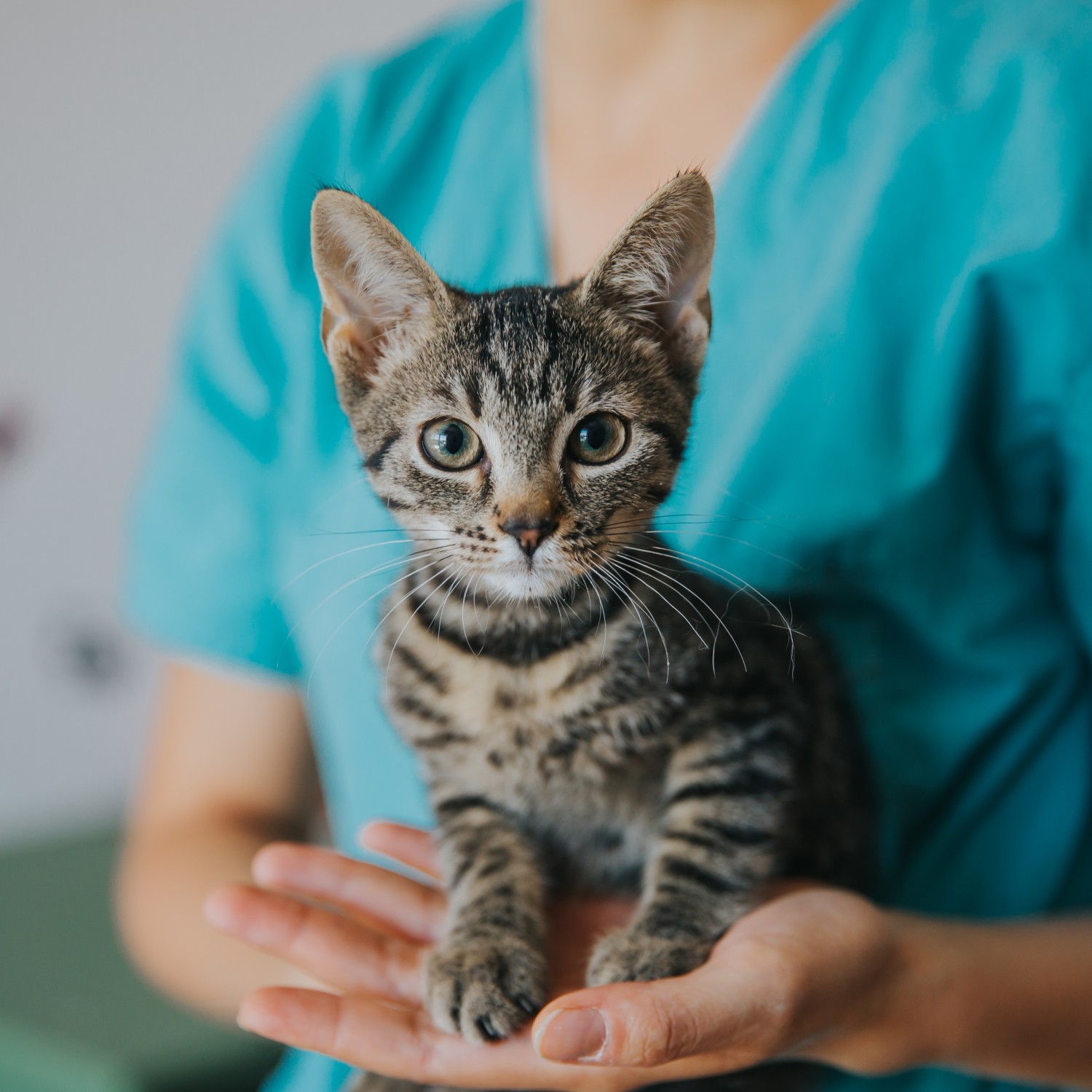 Cat sitting on hands