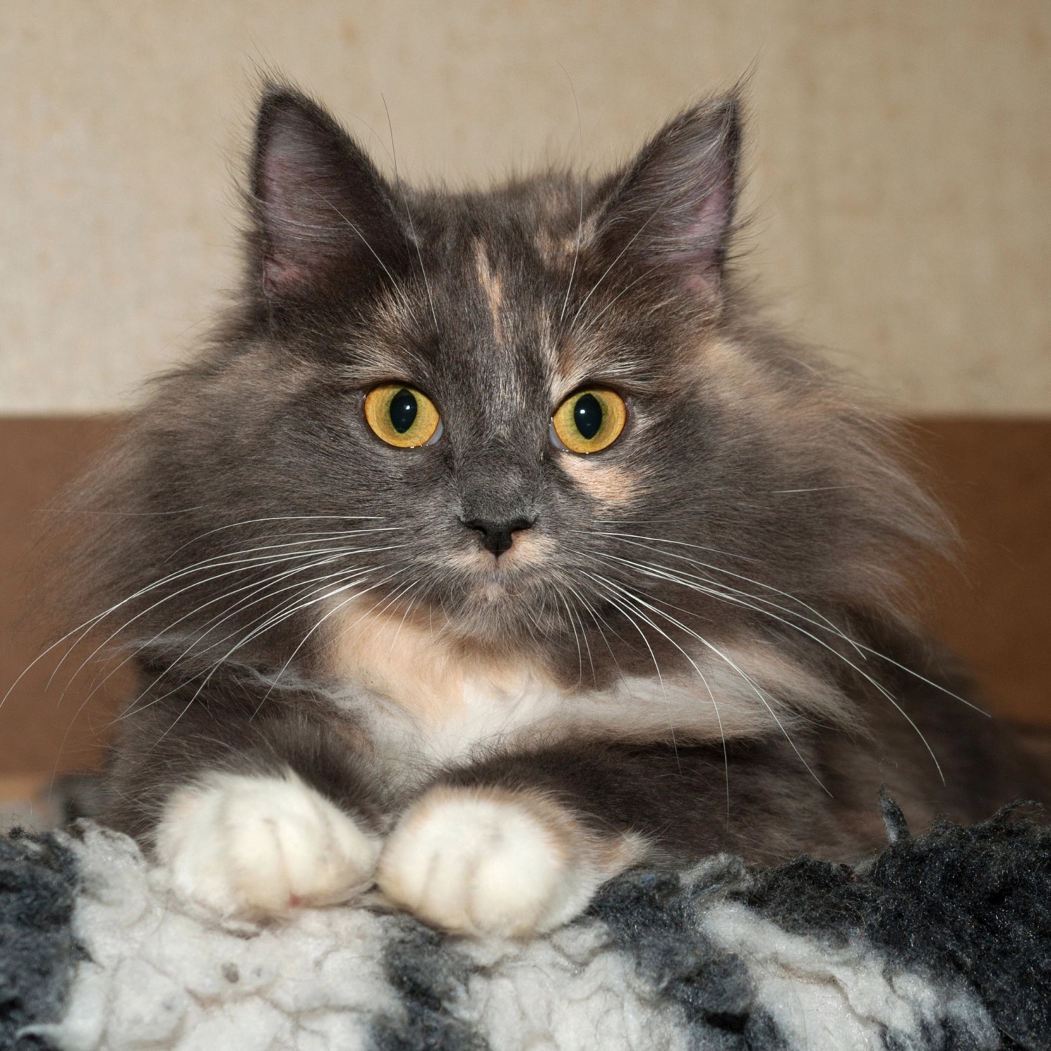 Tabby Cat Tabby Cat