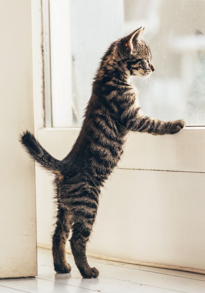 Kitten looking out window