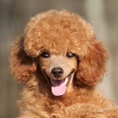Poodle Poodle