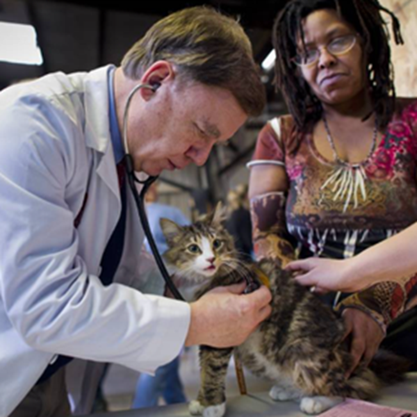 Click Here to Learn about Feline Health