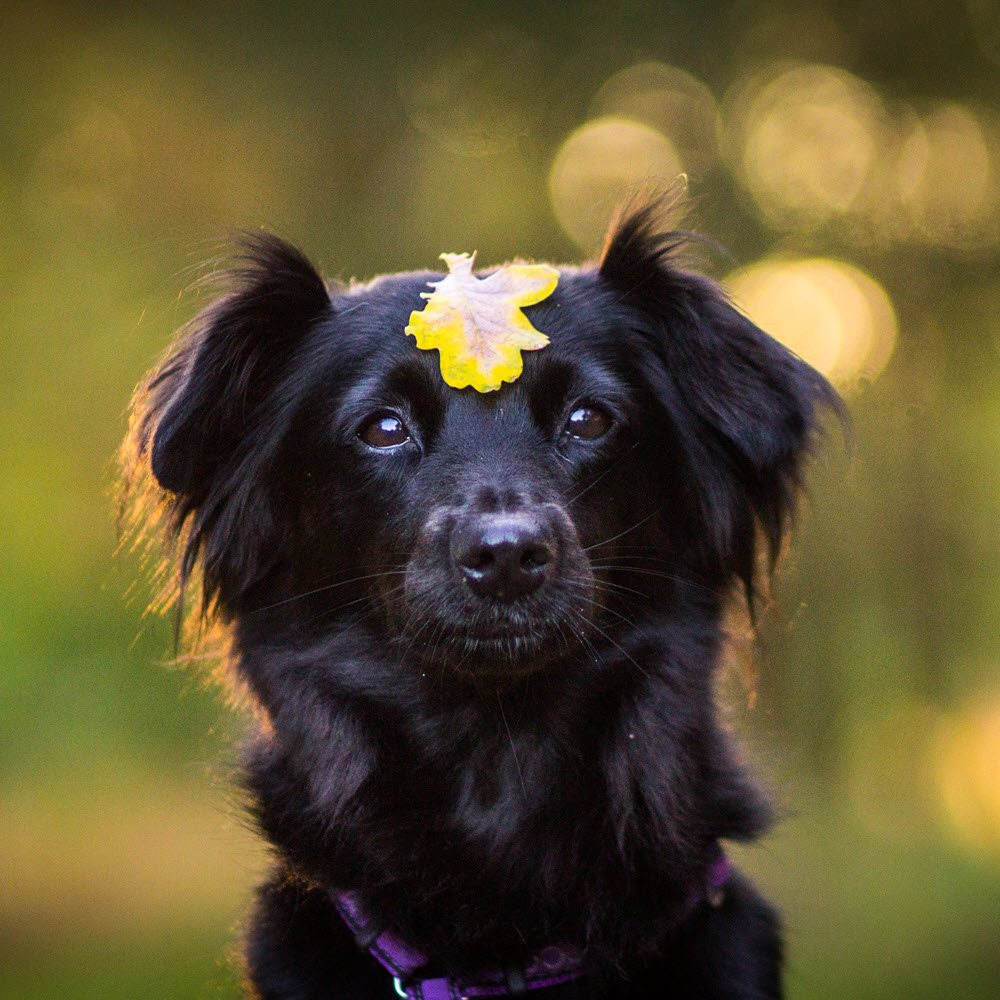 Black Dog with Yellow Leaf Black Dog with Yellow Leaf
