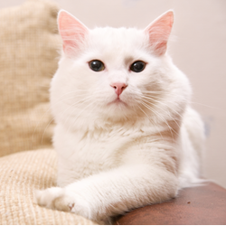 Square White Cat Square White Cat