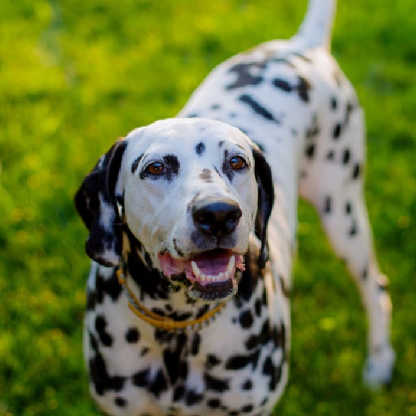 Dalmation Dalmation