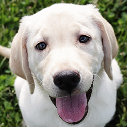 Labrador Labrador
