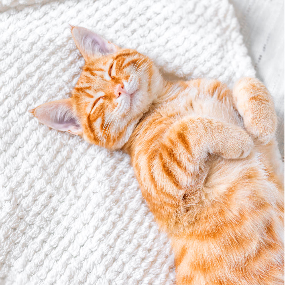Orange Cat Smiling Orange Cat Smiling