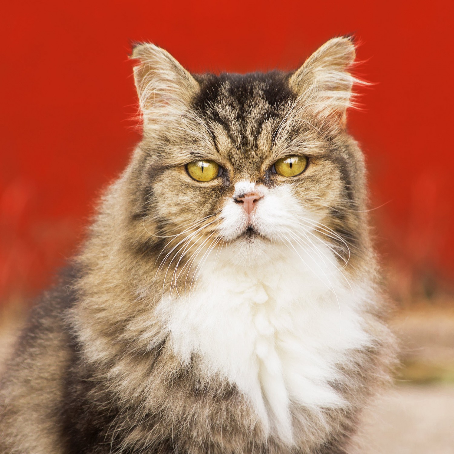 Tabby and White cat Tabby and White cat