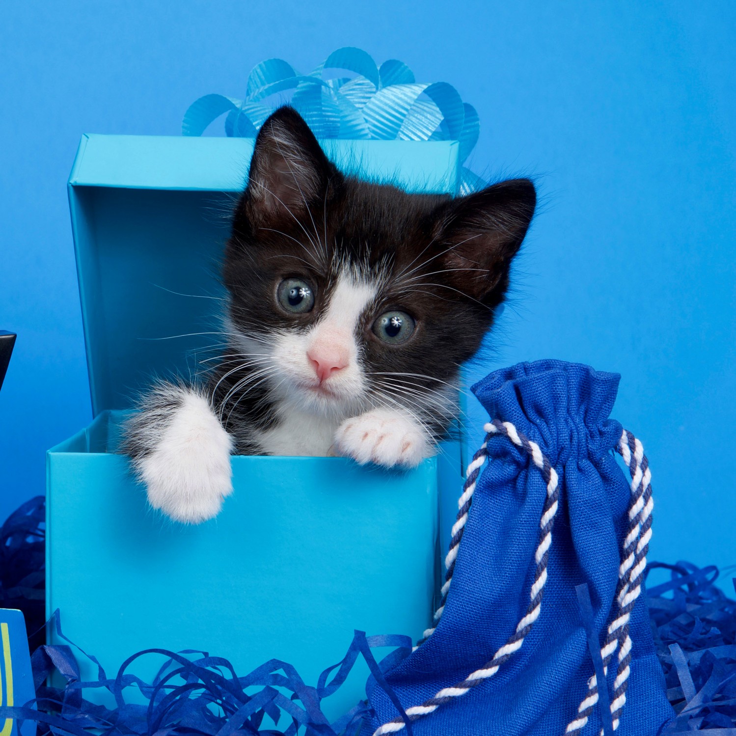 Black and white kitten, blue box Black and white kitten, blue box