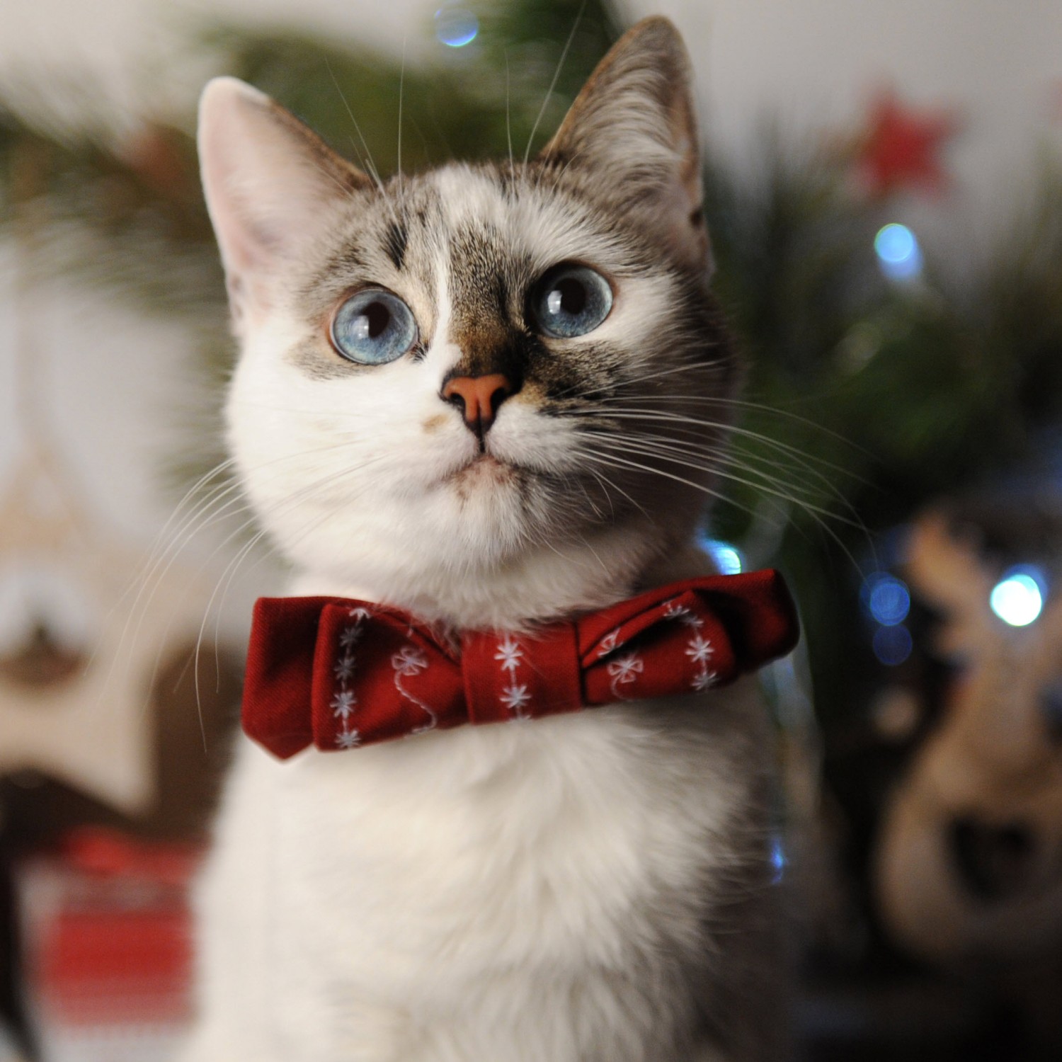 White cat with Bow Tie White cat with Bow Tie